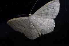 Scopula plumbearia