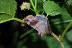 Bastilla joviana