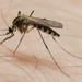 Aedes trivittatus - Photo Oikeuksia ei pidätetä, lähettänyt Jesse Rorabaugh