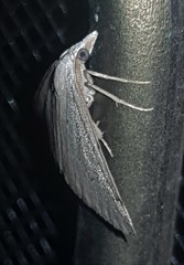 Dichromodes usurpatrix