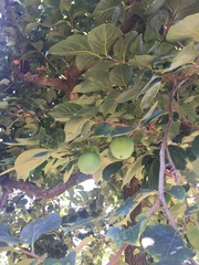 Diospyros