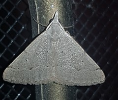 Dichromodes usurpatrix