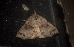 Lithilaria proestans