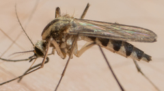Aedes trivittatus