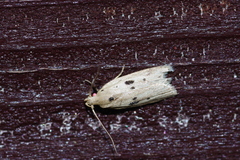 Scythropiodes issikii