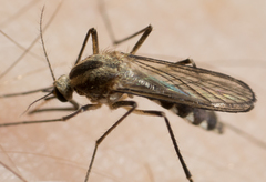 Aedes trivittatus