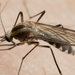 Mosquito de Tres Bandas - Photo Ningún derecho reservado