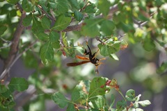 Polistes comanchus navajoe