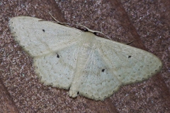 Scopula emma