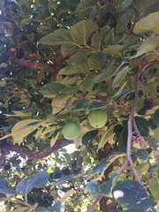 Diospyros