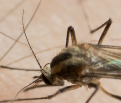 Aedes trivittatus
