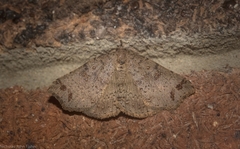 Lithilaria proestans