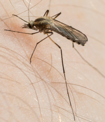 Aedes trivittatus