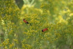 Chauliognathus lecontei