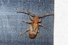 Pterolophia annulata