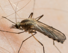 Aedes trivittatus