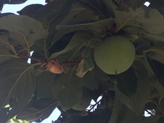 Angiospermae