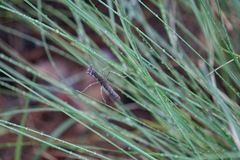 Yersiniops solitarius