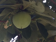 Angiospermae