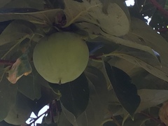 Angiospermae