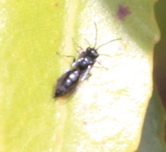 Argogorytes