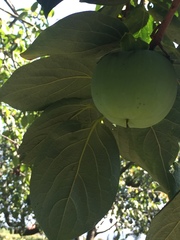 Angiospermae