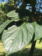 Diospyros
