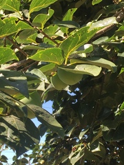 Diospyros