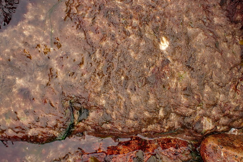 Image of Rhodothamniella floridula by (c) Lou Wagstaffe, some rights reserved (CC BY)