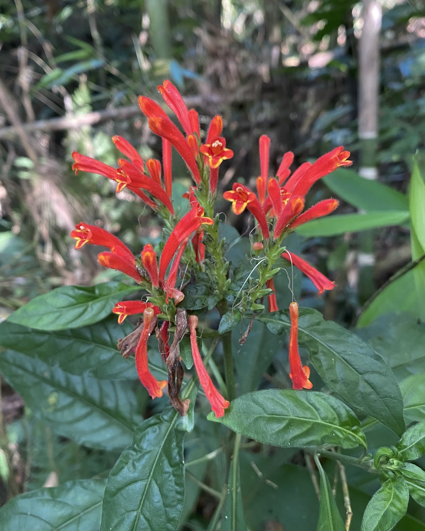 Aphelandra longiflora