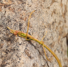 Cassytha paniculata