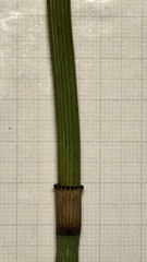 Equisetum × moorei