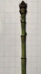 Equisetum × moorei