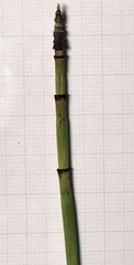 Equisetum × moorei