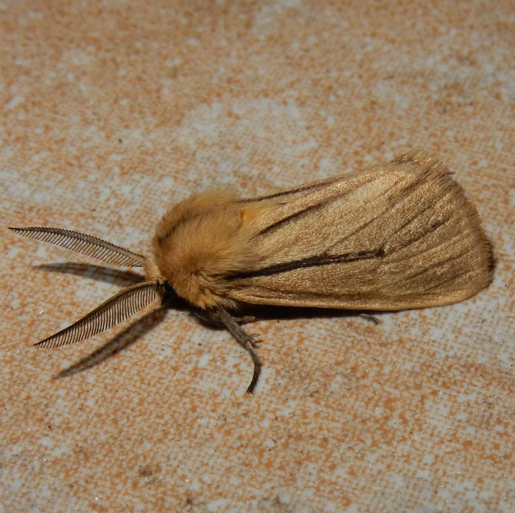 Streaked Ermine