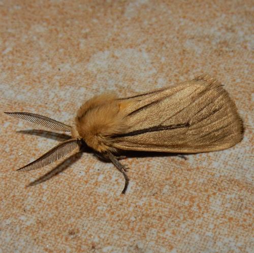 Popoudina linea (Walker, 1855)