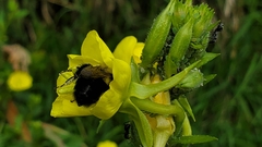 Bombus