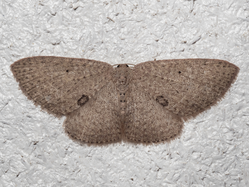 Poecilasthena anthodes