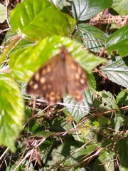 Pararge aegeria