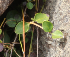 Coprosma neglecta