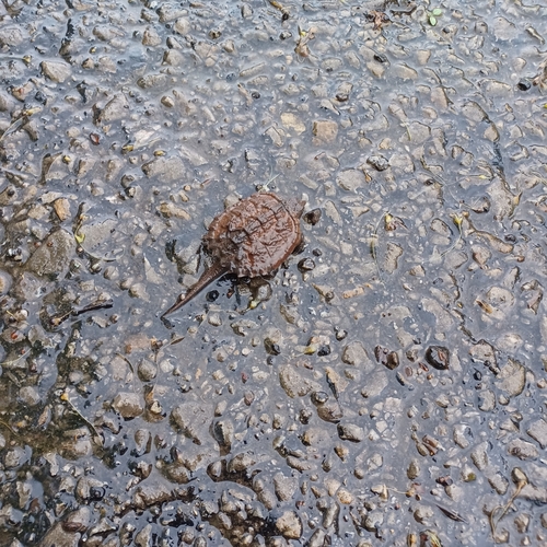 Snapping Turtle