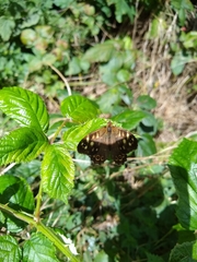 Pararge aegeria