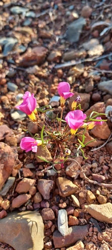 Willowy Sorrel (Oxalis leptogramma)