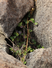 Coprosma neglecta