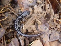 Plethodon grobmani