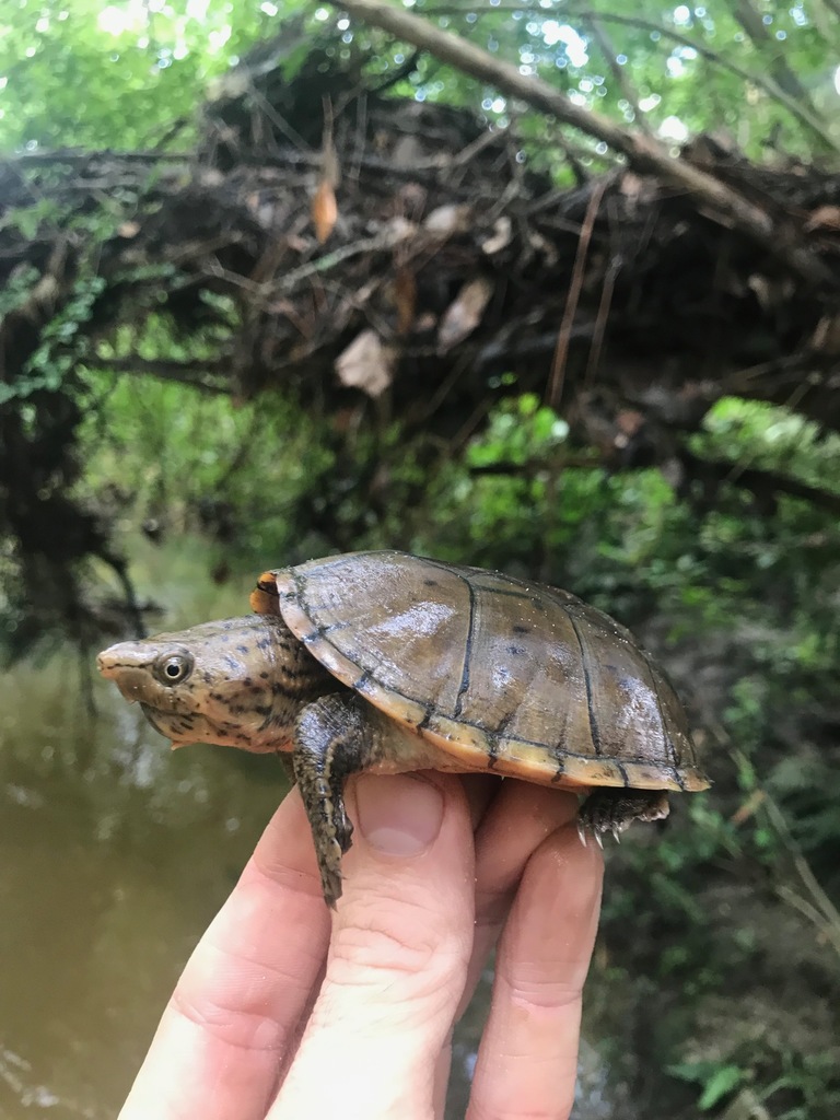 Intermediate Musk Turtle in August 2019 by Grover J. Brown ...