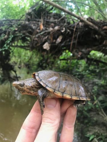 Intermediate Musk Turtle