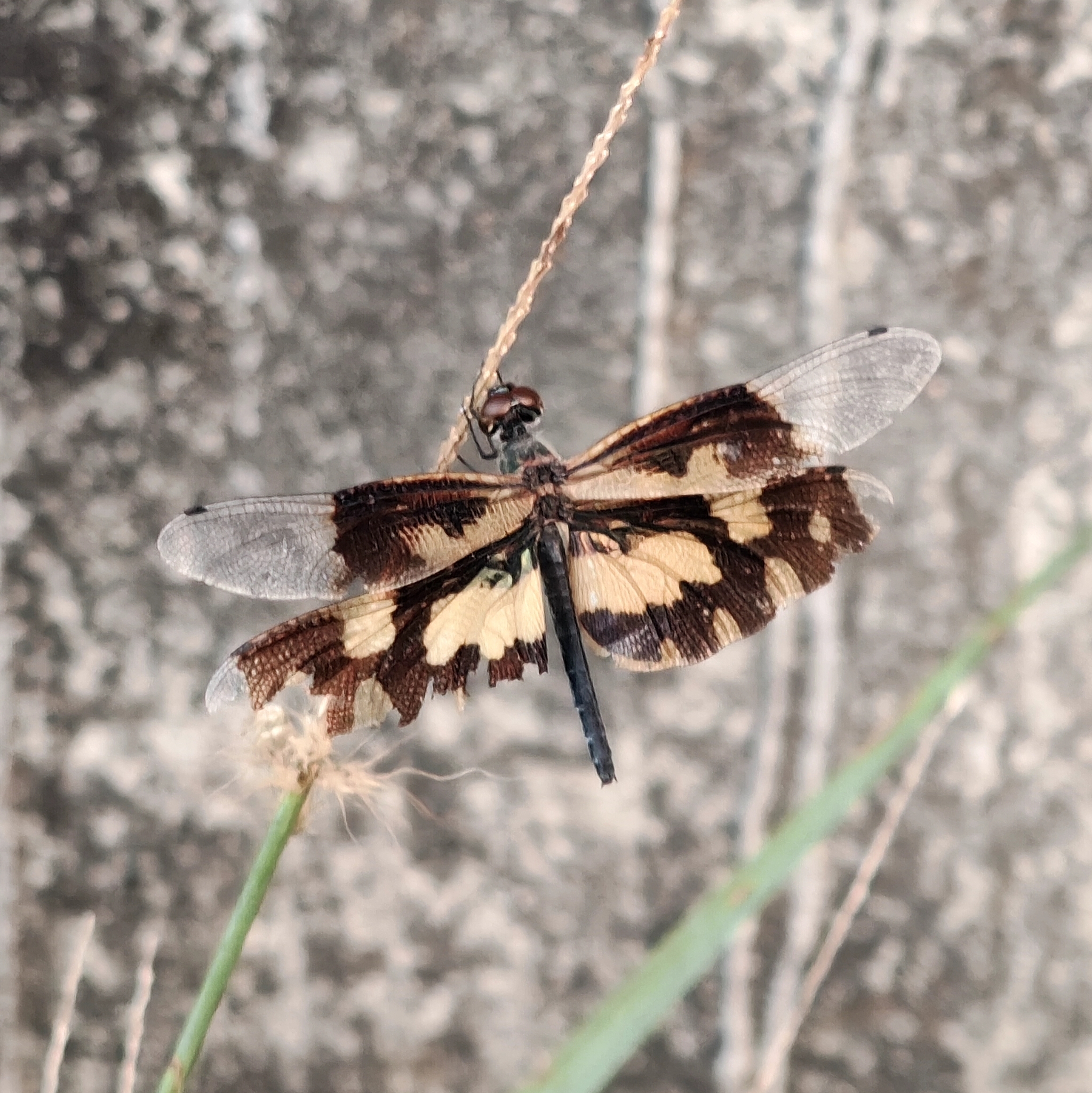 Common Picture Wing