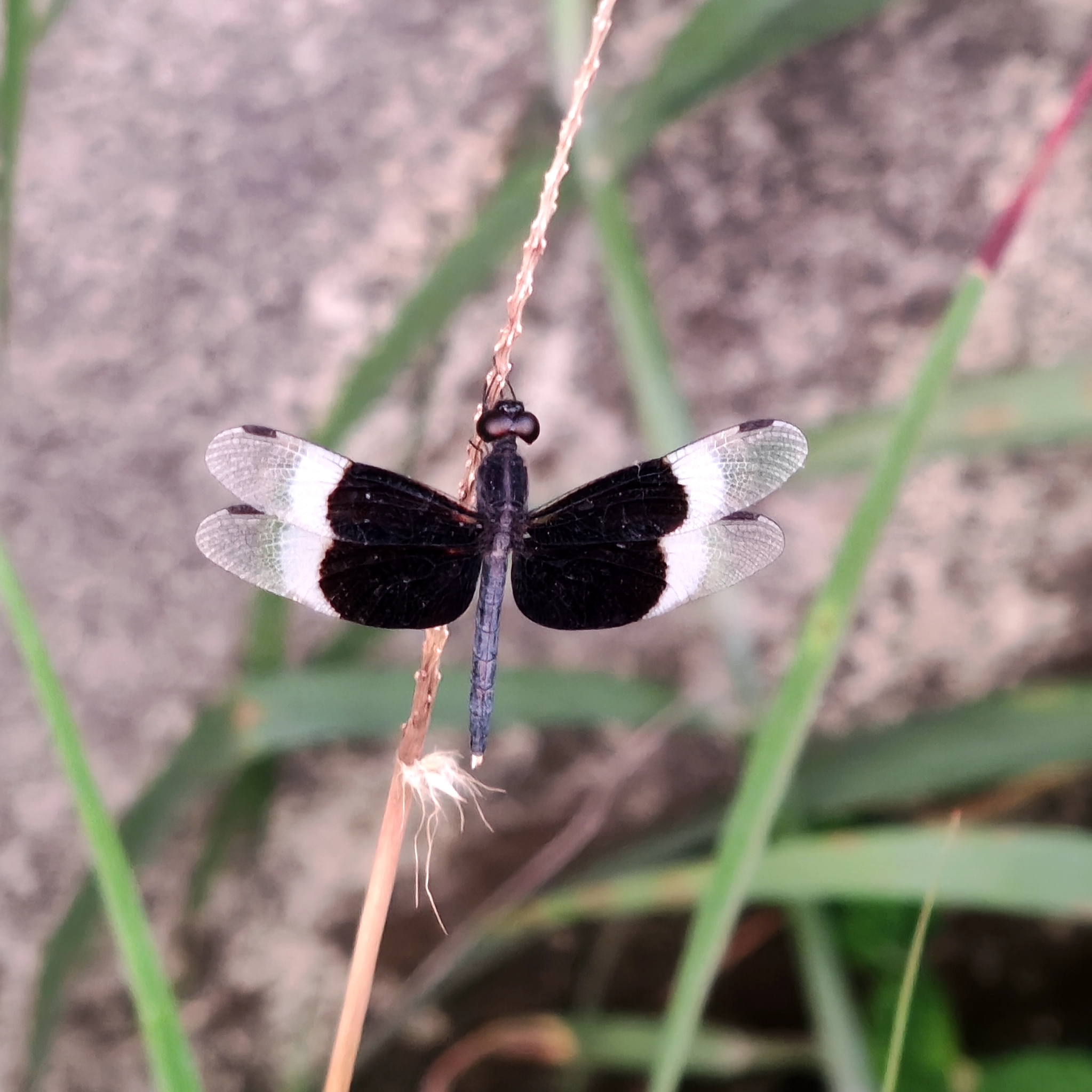 Pied Paddy Skimmer