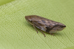 Clovia